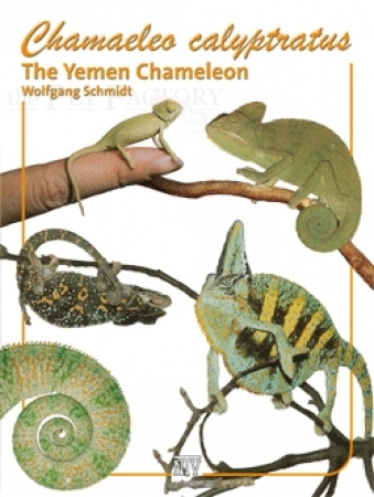 Chamaeleo calyptratus - The Yemen Chameleon