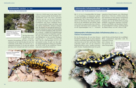 Feuersalamander