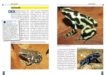 Der Goldbaumsteiger (Dendrobates auratus)