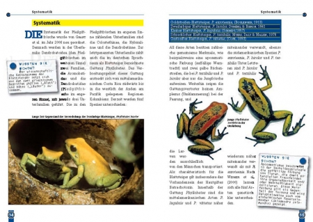 Der Schreckliche Pfeilgiftfrosch - Phyllobates terribilis