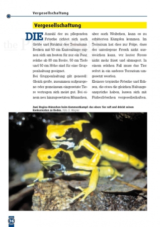 Der Färberfrosch - Dendrobates tinctorius