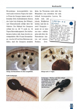 Der Färberfrosch - Dendrobates tinctorius
