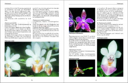 Bromelien, Orchideen und Farne im Tropenterrarium