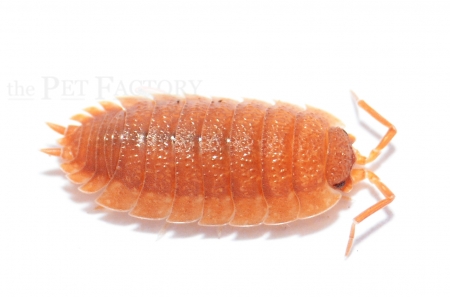 Porcellio scaber SUPERORANGE