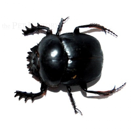 Scarabeus sacer