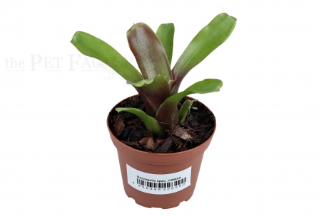 Neoregelia spec. HAWAII