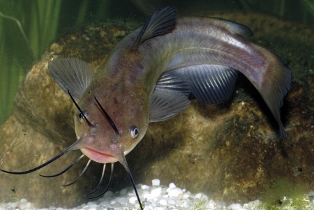 Kaltwasserfische - Freilandhaltung einheim. und exotischer Arten