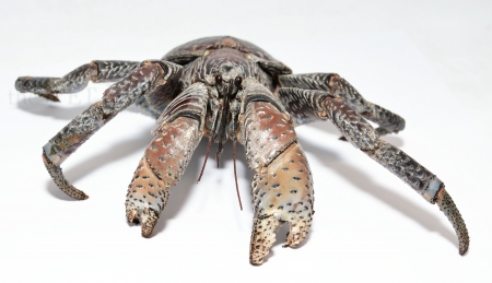 Birgus latro - SULAWESI BLUE s