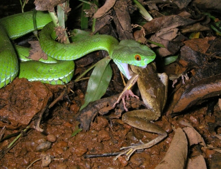 Amphibians and Reptiles of Southern Vietnam