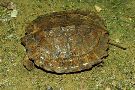 Amphibians and Reptiles of Southern Vietnam