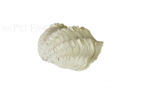 Tridacna-Muschel S