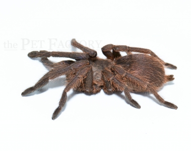Chilobrachys dyscolus BLUE m/l