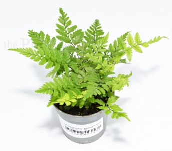 Polystichum tsus-simense