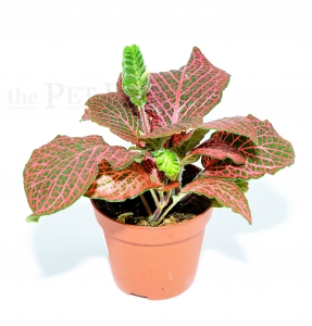 Fittonia verschaffeltii RED