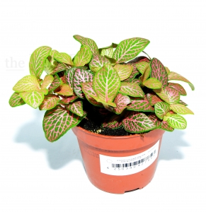 Fittonia verschaffeltii PINK VEIN