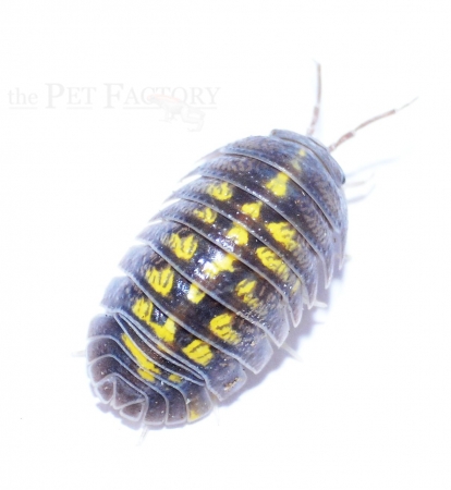 Armadillidium granulatum