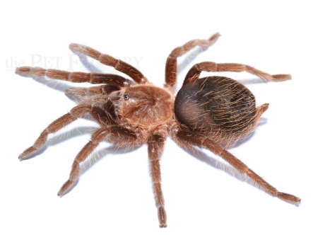 Brachypelma albopilosum m/l