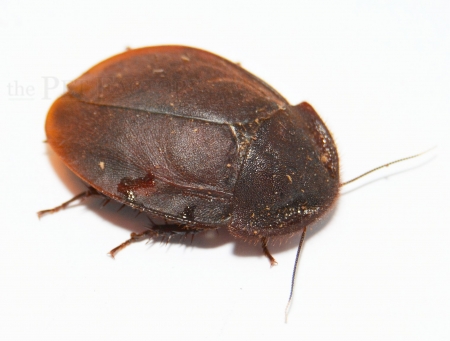 Ergaula capucina