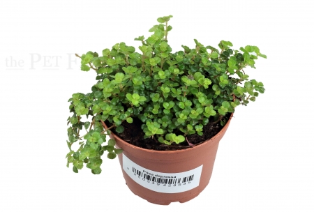 Pilea depressa