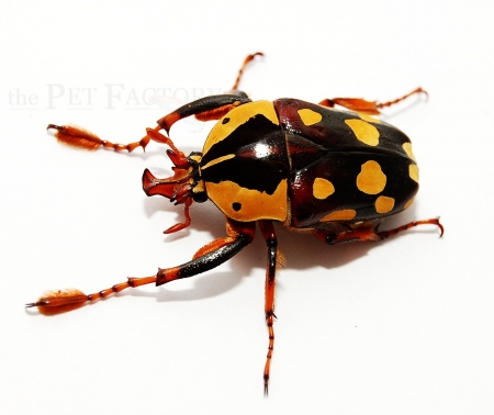 Cheirolasia burkei