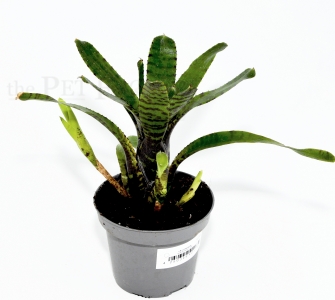 Neoregelia compacta