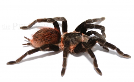 Brachypelma epicureanum L