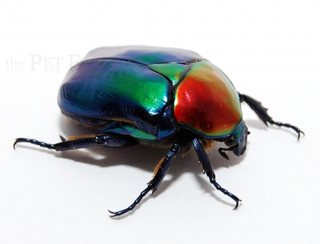 Cetonischema speciosa jousselini
