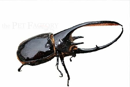 Dynastes neptunus neptunus