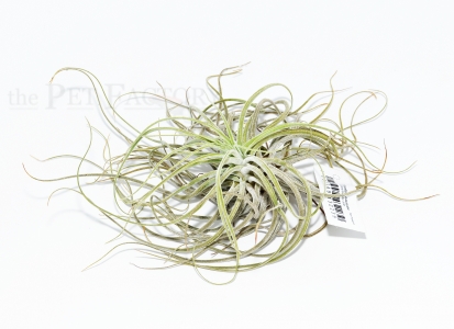 Tillandsia oaxacana