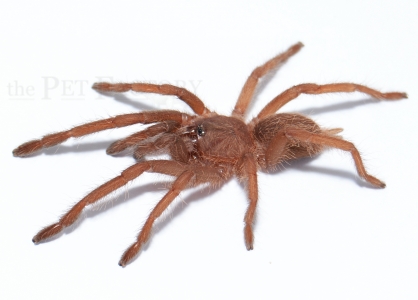 Chilobrachys spec. BLUE VIETNAM m