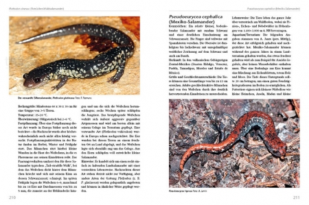 Molche und Salamander - halten und züchten (Softcover)