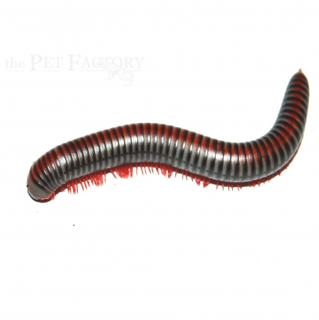 Tonkinbolus dollfusi