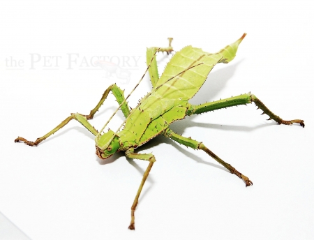 Heteropteryx dilatata - adultes Pärchen