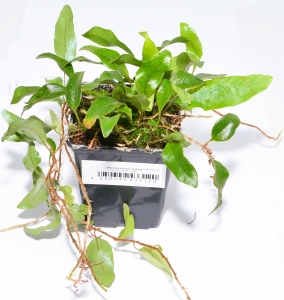 Microgramma reptans