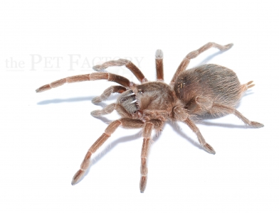 Acanthoscurria spec. Balcozna m