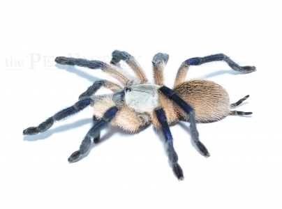 Monocentropus balfouri L