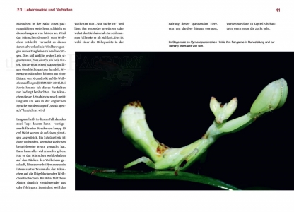 Orchideenmantiden - die Gattungen Helvia und Hymenopus