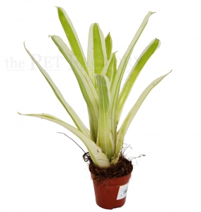 Aechmea gamosepala PANASCHIERT