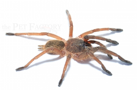 Chilobrachys guangxiensis m
