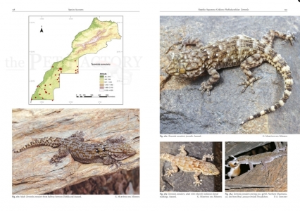 Amphibians and Reptiles of Morocco