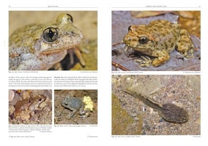 Amphibians and Reptiles of Morocco