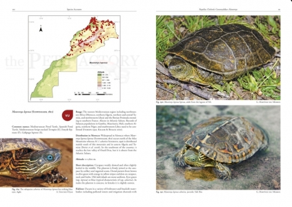 Amphibians and Reptiles of Morocco