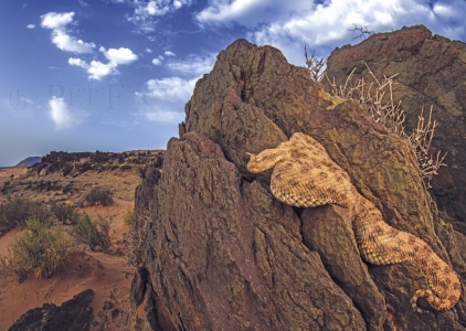 Amphibians and Reptiles of Morocco