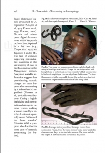 The African and Middle Eastern Burrowing Asps