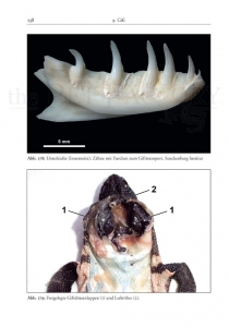 Die Gila-Krustenechse – Heloderma suspectum