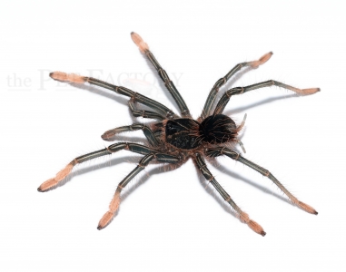 Theraphosa apophysis NZ m