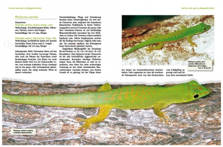 Taggeckos der Gattung Phelsuma