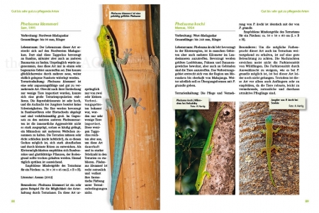 Taggeckos der Gattung Phelsuma