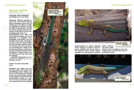 Taggeckos der Gattung Phelsuma