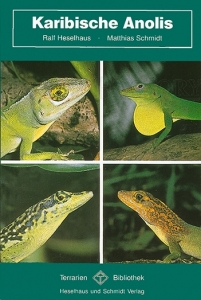 Karibische Anolis